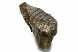 Fossil Woolly Mammoth Molar - Siberia #259875-1